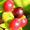 rowanberries berries red toxic leaves close 946459 dmaly 17738479054118 700x700 tt 90