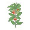 ashwagandha ker