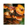 85 2 reishi