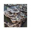 117 turkey tail liquid extract organic trametes versicolor organic mushroom liquid extract 100ml bottle